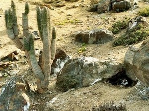 Ein Humboldtpinguinmännchen in seiner Höhle.