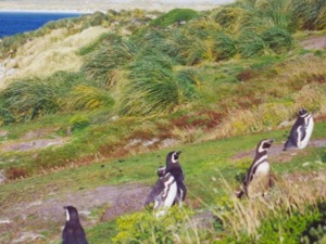 Magellanpinguine mit Tussacgrasbüscheln im Hintergrund.