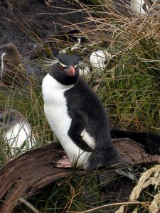 Ein einzelner Felsenpinguin.