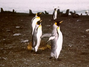 Eine kleine Gruppe Königspinguine.