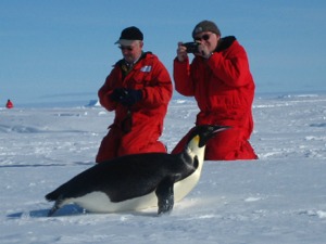 Zwei Kaiserpinguine mit Polarforschern