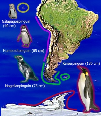 Schema zur Körpergröße ausgewählter Pinguinarten in Relation zu ihrem Lebensraum